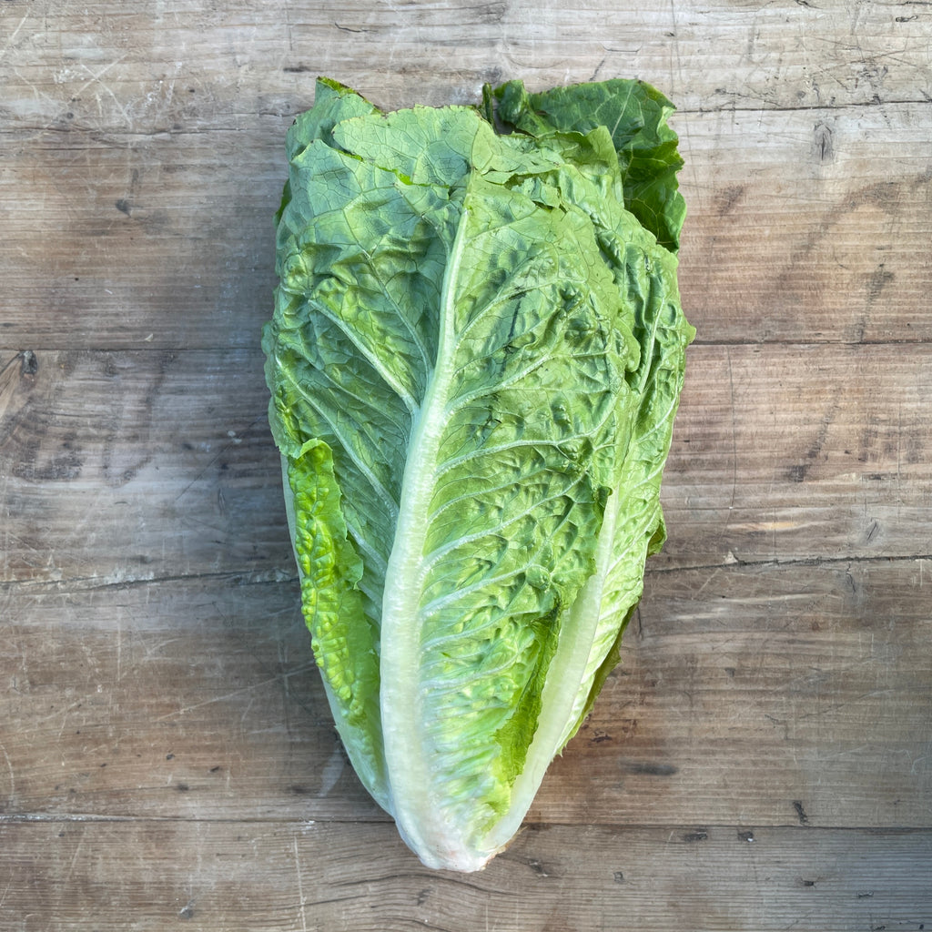 Cos Lettuce Pattern Cos Lettuce | The Ealing Grocer